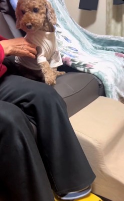 茶々丸くんを押すおばあちゃん