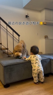 ソファの上に乗っているボールを咥える犬