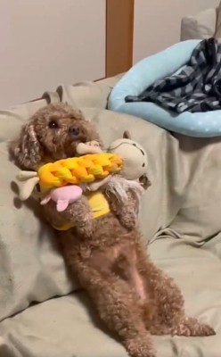 アップの茶々丸くん