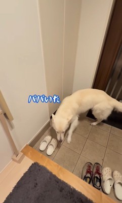 パパが隠れた時のれお君6