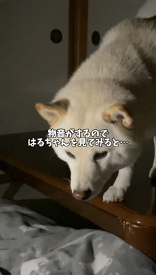 テーブルの縁に前足をかける犬