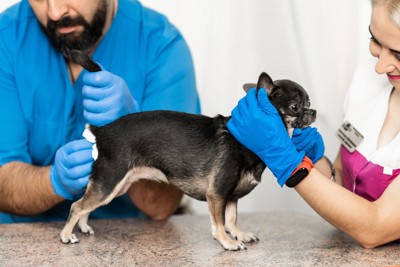 動物病院での肛門腺絞りの様子