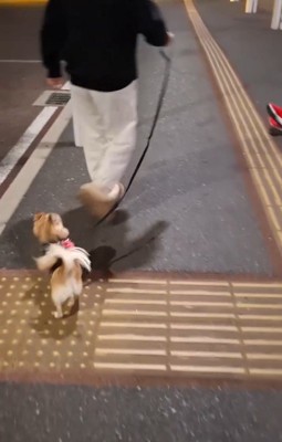 CoCoちゃんとパパさんの再会3