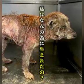 『幸せって…なに？』繁殖業者に棄てられ、極限状態の『ボロボロの犬』を保護→涙が止まらない『現在の姿』が22万再生「本当に感謝」と称賛続々