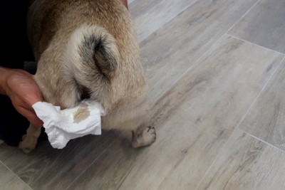 愛犬の肛門腺絞りをする飼い主