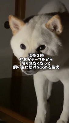 暗い部屋でこちらを見る犬