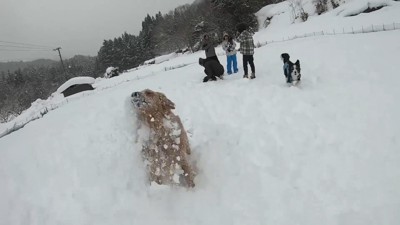 よもぎちゃん＆だいず君の雪への反応4