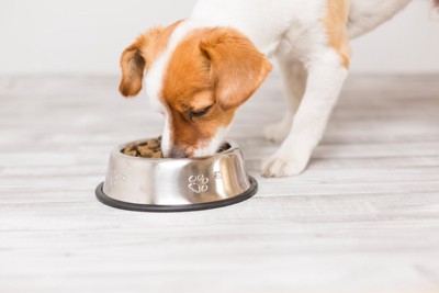 床に置かれた食器からご飯を食べる犬