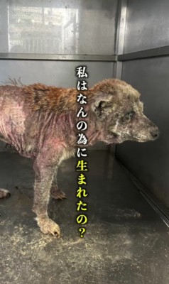 繁殖業者に捨てられた犬