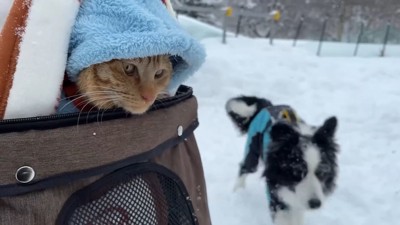 よもぎちゃん＆だいず君の雪への反応6