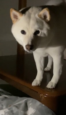 テーブルの上で立ち止まる犬