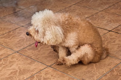 床にお尻を擦り付ける犬