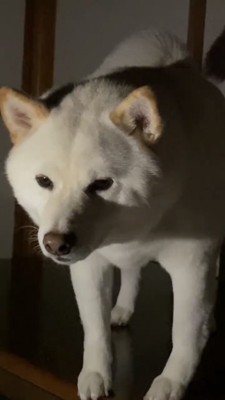 こちらをじっと見つめる犬