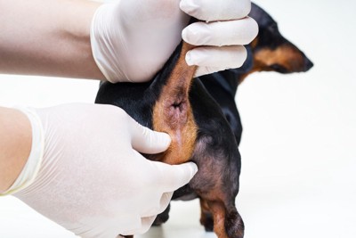 犬の肛門周囲のクローズアップ