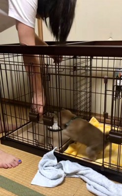 ケージに入った福ちゃん