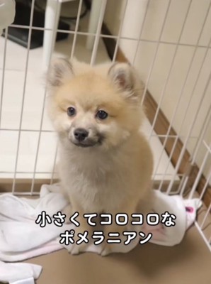 カメラを見つめておすわりする子犬