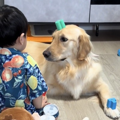 子どもを見つめる犬