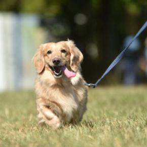 犬の散歩後にやってはいけない『タブー行為』５選　愛犬の体に負担となっていることも…正しい対応まで