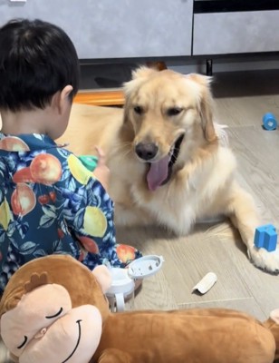 あくびをする犬