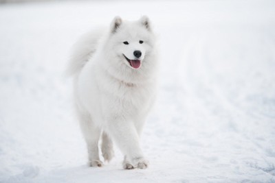 雪原を颯爽と歩くサモエド