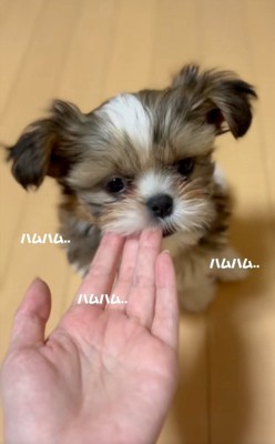 飼い主さんの指をかむこげまるくん