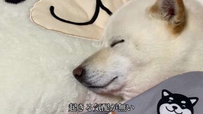 いい夢見られそう！