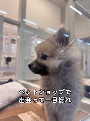 ガラスの向こうにいる子犬
