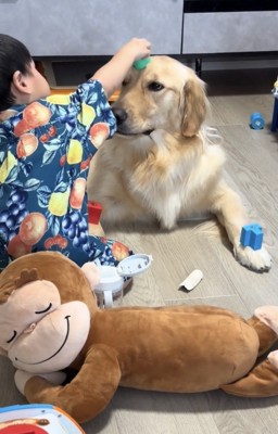 頭におもちゃを乗せられる犬