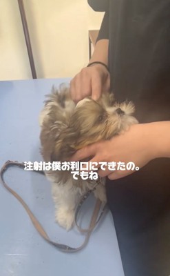 ワクチン接種したこげまるくん