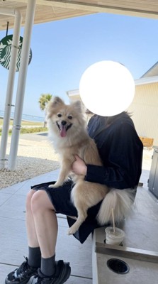 イスに座っている女性に抱っこされる小型犬