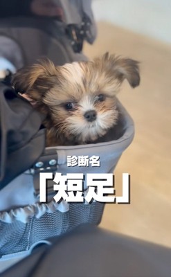 短足と診断されたこげまるくん