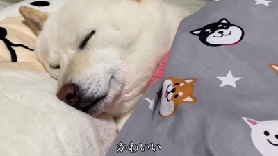 世界一幸せなわんこかも♡