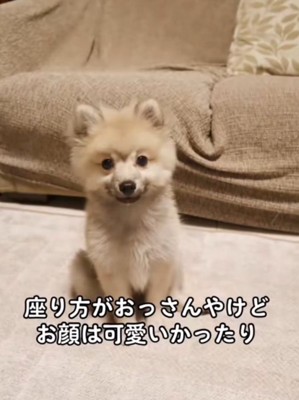 足を広げて座る子犬