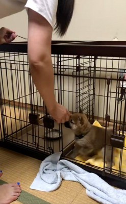 ケージに入れない福ちゃん