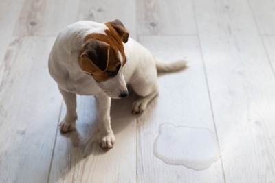 犬と床に水たまり