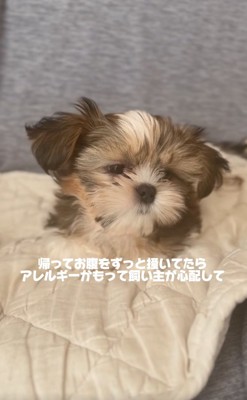 お腹を掻いていたこげまるくん