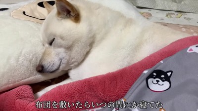 柴犬『はる』ちゃん