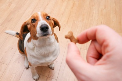 おやつを見せる、座る犬