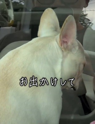 窓に背を向ける犬