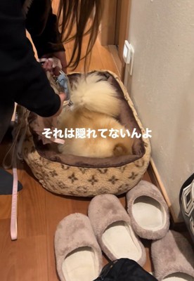 お散歩が嫌で隠れるワンコ2