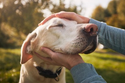 犬の顔のアップ、両手で包む
