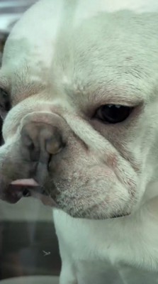 口元を舐める犬