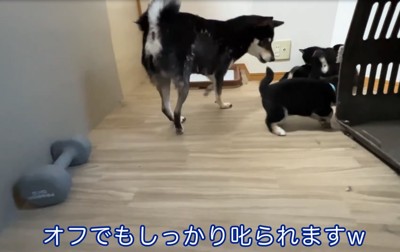 説教される子犬たち