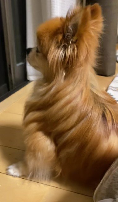 まったりと外を見つめるれんくん