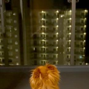 愛犬が亡くなり3ヶ月→ふとカメラロールを見てみたら…今すぐに会いたくなる『涙腺崩壊する光景』が150万再生「辛いよね」「励まされます」