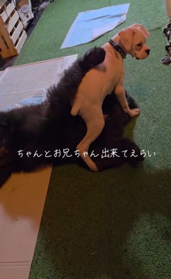 ノアくんとピーターくん