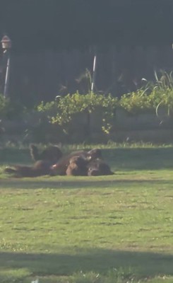 ドッグランでひとり遊びをするノアくん3