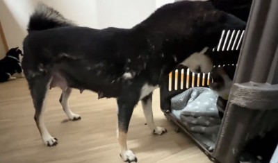 反抗する子犬