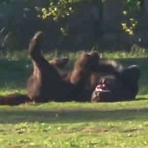 ドッグランで誰にも構ってもらえなかった大型犬→想像以上に激しい『ひとり遊び』が94万再生「デカすぎて別の生物かとｗｗｗ」「可愛すぎ」