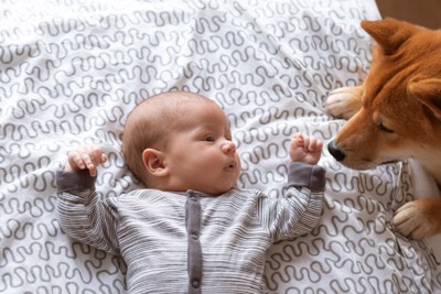 見つめ合う犬と赤ちゃん